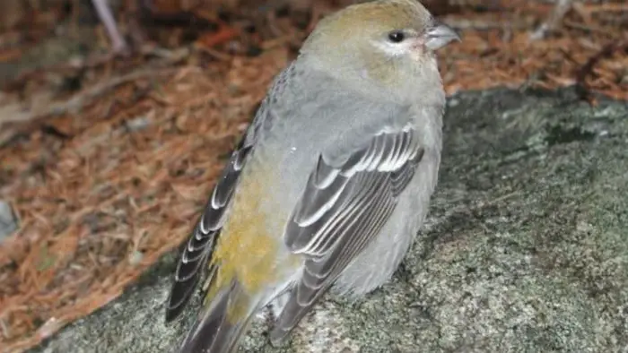 Birds